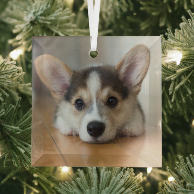 Niedliche Kleintiere | Corgi Puppy Looking Ornament Aus Glas (Insitu)