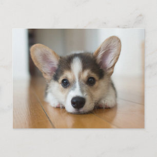 Niedliche Kleintiere   Corgi Puppy Looking Postkarte
