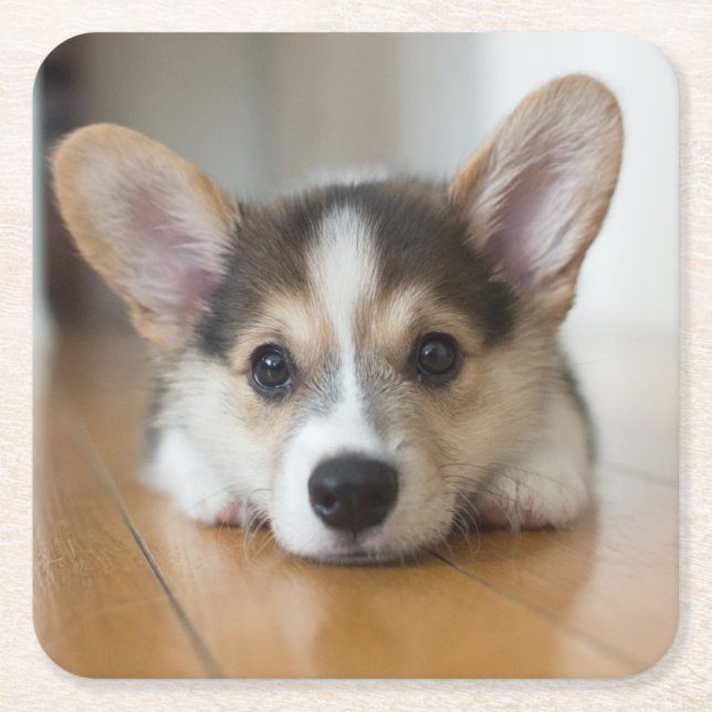 Niedliche Kleintiere | Corgi Puppy Looking Rechteckiger Pappuntersetzer (Vorderseite)