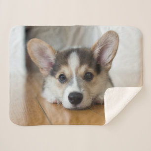 Niedliche Kleintiere Corgi Puppy Looking Sherpadecke