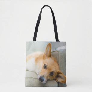 Niedliche Kleintiere Corgi Puppy on Couch