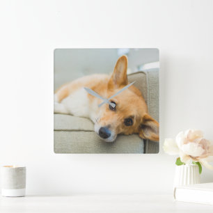 Niedliche Kleintiere   Corgi Puppy on Couch Quadratische Wanduhr