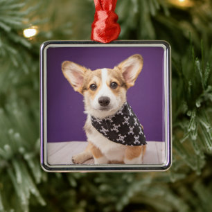 Niedliche Kleintiere   Corgi Puppy Skull Bandana Ornament Aus Metall
