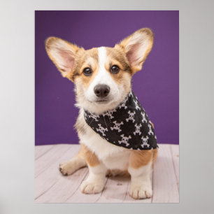 Niedliche Kleintiere   Corgi Puppy Skull Bandana Poster