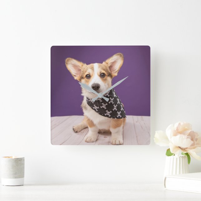 Niedliche Kleintiere | Corgi Puppy Skull Bandana Quadratische Wanduhr (Zuhause)