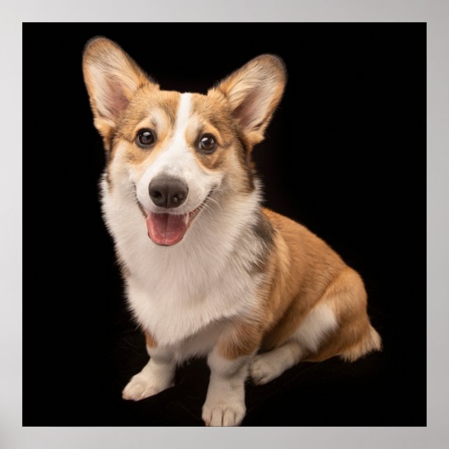 Niedliche Kleintiere | Corgi Puppy Smile Poster (Vorne)