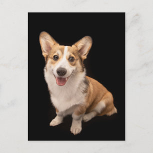 Niedliche Kleintiere   Corgi Puppy Smile Postkarte