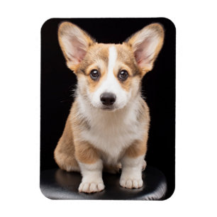 Niedliche Kleintiere   Corgi Puppy Stehend Tal Magnet