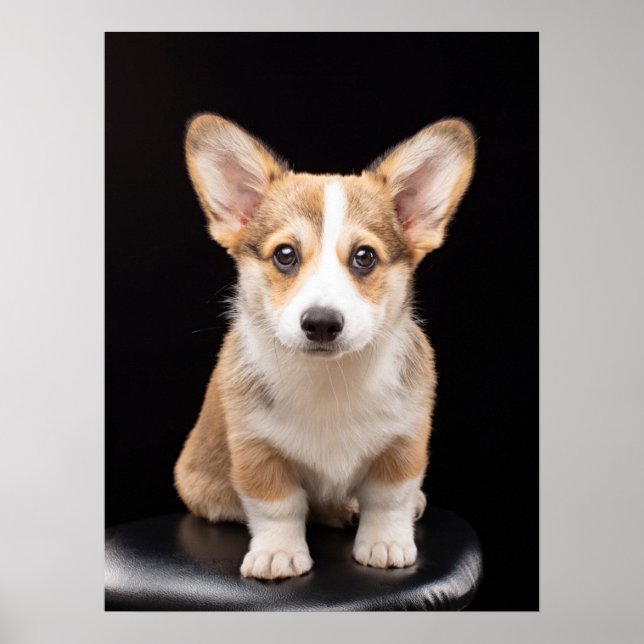Niedliche Kleintiere | Corgi Puppy Stehend Tal Poster (Vorne)