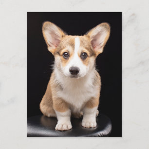 Niedliche Kleintiere Corgi Puppy Stehend Tal Postkarte