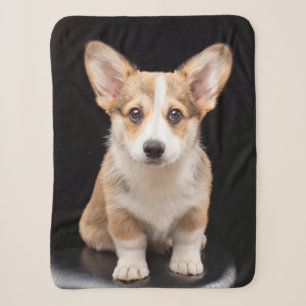 Niedliche Kleintiere Corgi Puppy Stehend Tal Sherpadecke