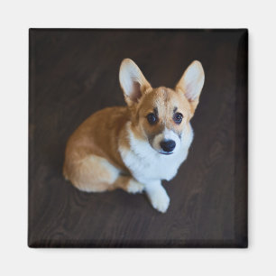 Niedliche Kleintiere Corgi Sucht nach oben Magnet