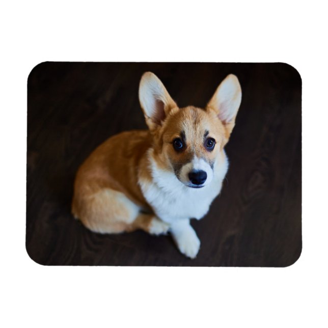 Niedliche Kleintiere | Corgi Sucht nach oben Magnet (Horizontal)
