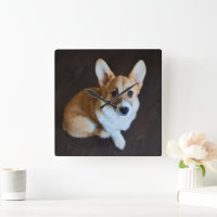 Niedliche Kleintiere | Corgi Sucht nach oben
