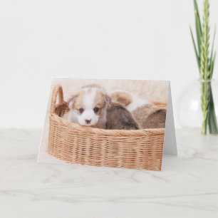 Niedliche Kleintiere   Corgi Tiny Puppy Karte