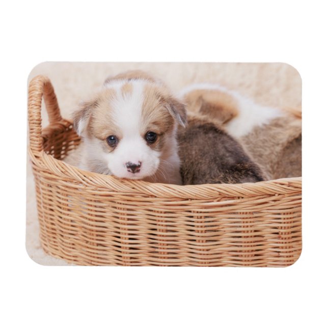 Niedliche Kleintiere | Corgi Tiny Puppy Magnet (Horizontal)