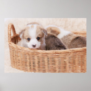 Niedliche Kleintiere   Corgi Tiny Puppy Poster