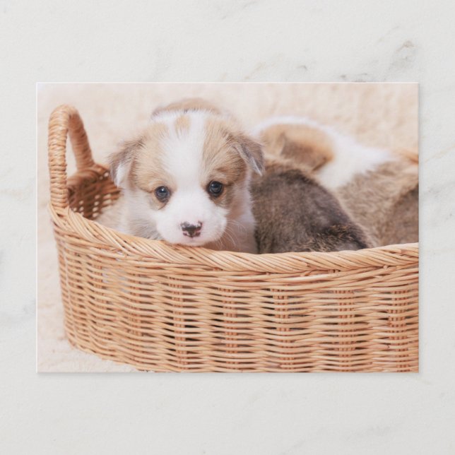 Niedliche Kleintiere | Corgi Tiny Puppy Postkarte (Vorderseite)