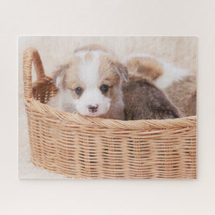 Niedliche Kleintiere Corgi Tiny Puppy Puzzle