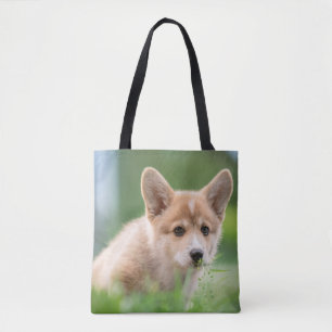 Niedliche Kleintiere Corgi Welpe im Garten