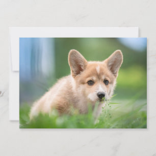 Niedliche Kleintiere Corgi Welpe im Garten Dankeskarte