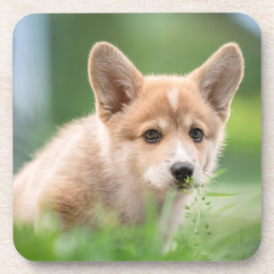 Niedliche Kleintiere Corgi Welpe im Garten Getränkeuntersetzer