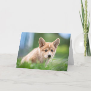 Niedliche Kleintiere Corgi Welpe im Garten Karte