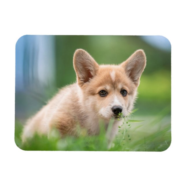 Niedliche Kleintiere | Corgi Welpe im Garten Magnet (Horizontal)