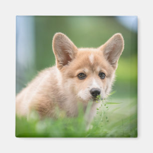 Niedliche Kleintiere Corgi Welpe im Garten Magnet