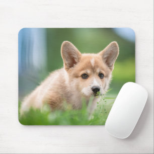 Niedliche Kleintiere   Corgi Welpe im Garten Mousepad
