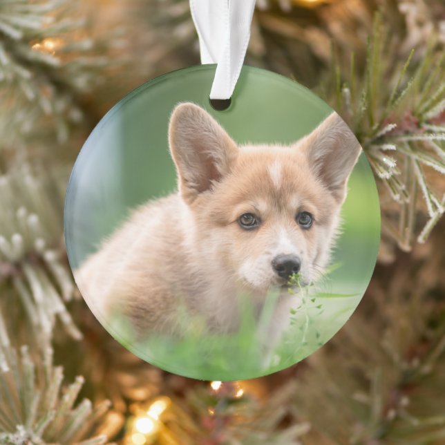 Niedliche Kleintiere | Corgi Welpe im Garten Ornament (Baum)