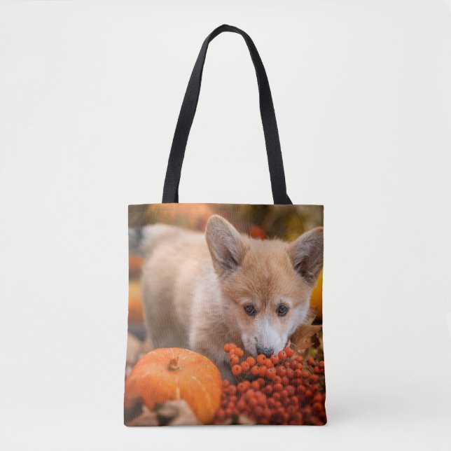 Niedliche Kleintiere | Corgi Welpe im Herbst (Vorderseite)