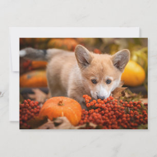 Niedliche Kleintiere   Corgi Welpe im Herbst Dankeskarte