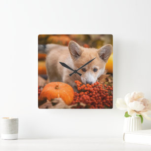 Niedliche Kleintiere   Corgi Welpe im Herbst Quadratische Wanduhr