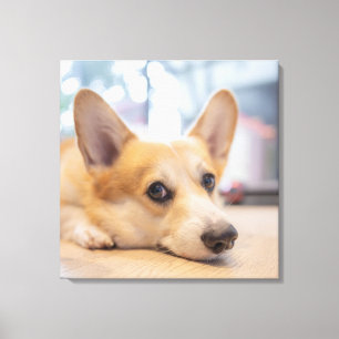 Niedliche Kleintiere   Corgi Welppy auf Floor Leinwanddruck