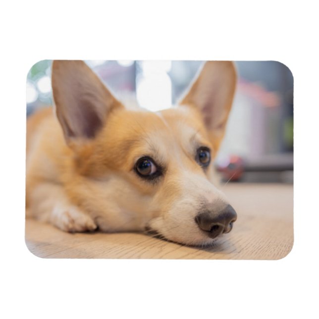 Niedliche Kleintiere | Corgi Welppy auf Floor Magnet (Horizontal)