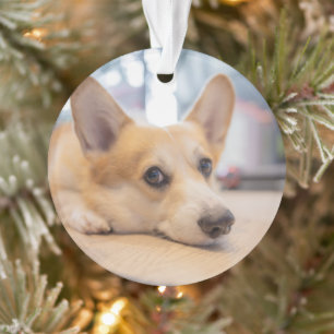 Niedliche Kleintiere   Corgi Welppy auf Floor Ornament
