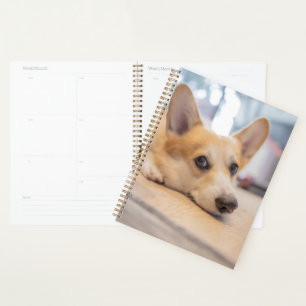 Niedliche Kleintiere Corgi Welppy auf Floor Planer