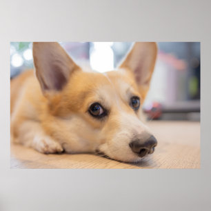Niedliche Kleintiere   Corgi Welppy auf Floor Poster