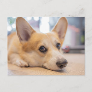 Niedliche Kleintiere Corgi Welppy auf Floor Postkarte
