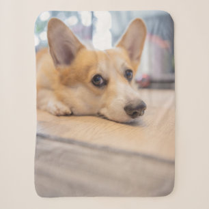 Niedliche Kleintiere Corgi Welppy auf Floor Sherpadecke