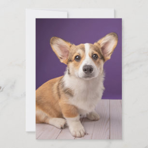Niedliche Kleintiere   Corgi Welppy auf Lila Dankeskarte