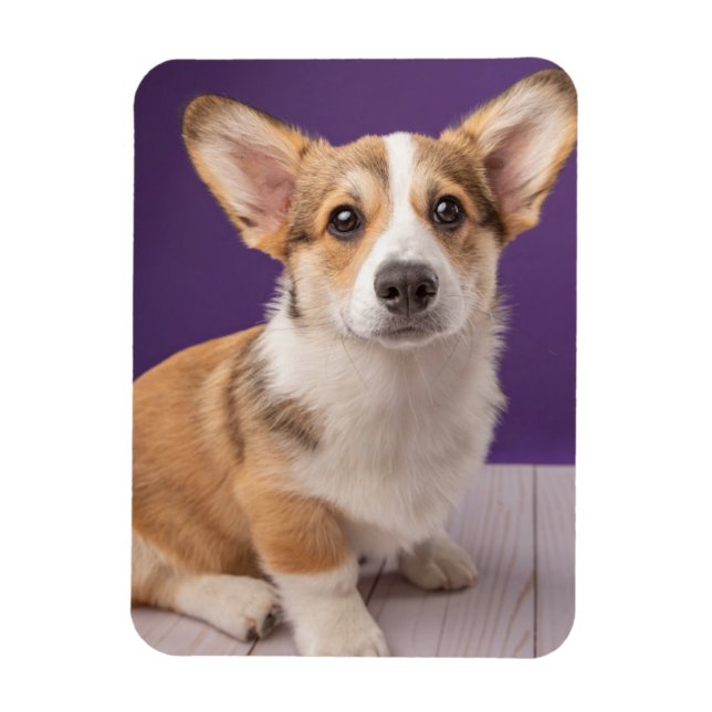 Niedliche Kleintiere | Corgi Welppy auf Lila Magnet (Vertikal)
