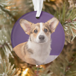 Niedliche Kleintiere Corgi Welppy auf Lila Ornament