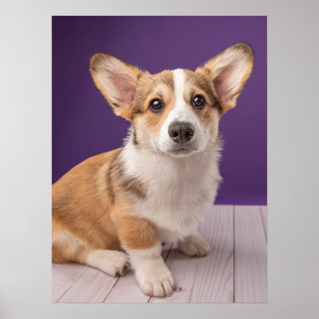Niedliche Kleintiere | Corgi Welppy auf Lila Poster (Vorne)