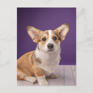 Niedliche Kleintiere Corgi Welppy auf Lila Postkarte