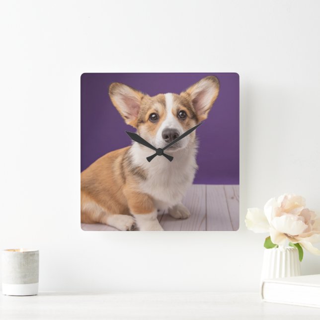 Niedliche Kleintiere | Corgi Welppy auf Lila Quadratische Wanduhr (Zuhause)