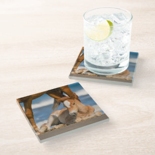 Niedliche Kleintiere   Corolla Wild Horse Glasuntersetzer