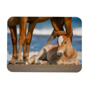 Niedliche Kleintiere   Corolla Wild Horse Magnet
