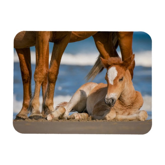 Niedliche Kleintiere | Corolla Wild Horse Magnet (Horizontal)